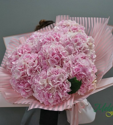 Bouquet of 9 pink hydrangeas (on order 10 days) photo 394x433